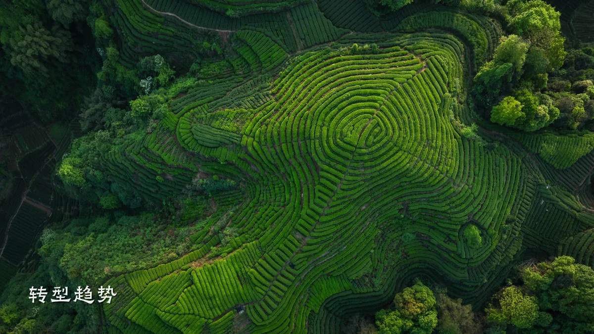 转型趋势