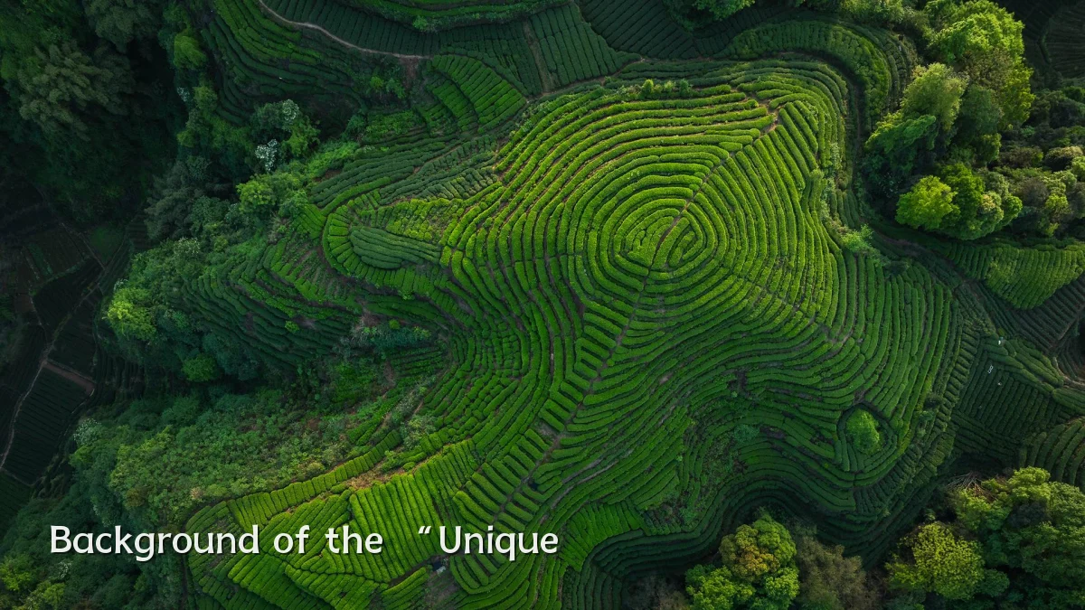 Background of the “Unique
