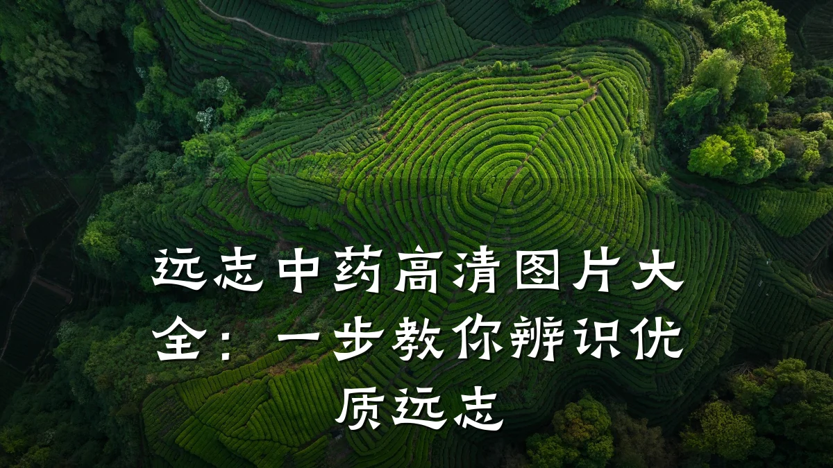 远志中药高清图片大全：一步教你辨识优质远志
